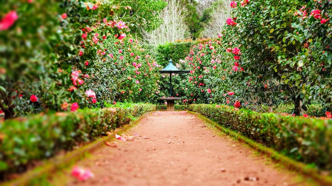 Finished garden path framed by lush flowering hedges and mature greenery