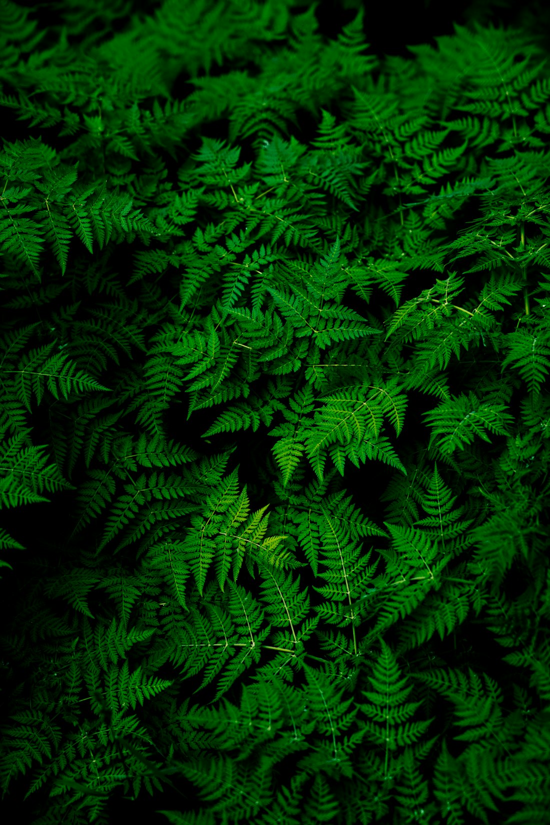 Lush tropical fern planting concept with layered green foliage